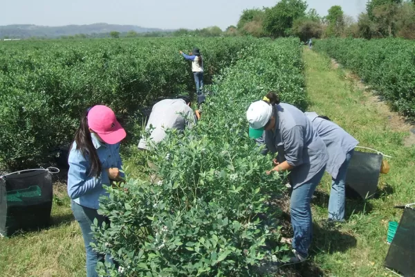 Buscan que más firmas arandaneras locales obtengan el sello de calidad