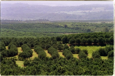 Crean una plataforma tetranacional para combatir el avance del HLB