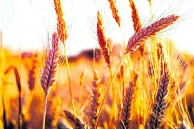 Estiman que el área sembrada con soja alcanzará 900.000 ha