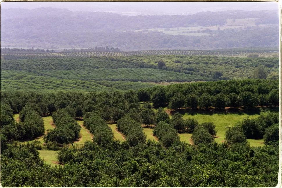 ENEMIGO A VENCER. La diaphorina es el insecto que transmite la bacteria a las plantas cítricas..  