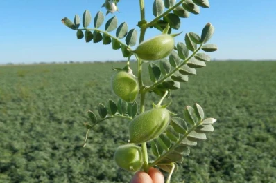 Habrá un garbanzo pequeño, aunque de buena calidad