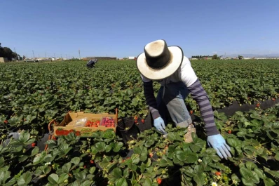 La hoja de frutilla favorece cuatro cultivos de la región
