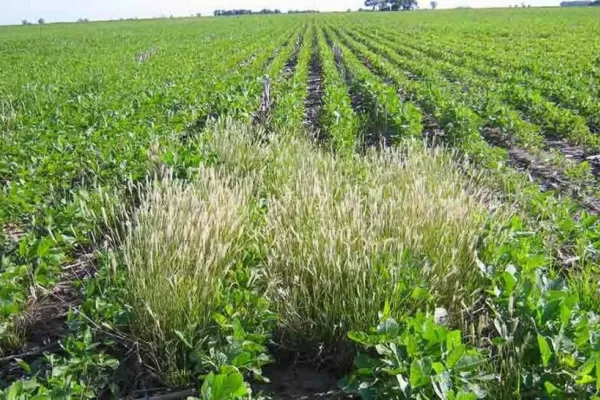 Responsabilidad e ingenio contra las malezas