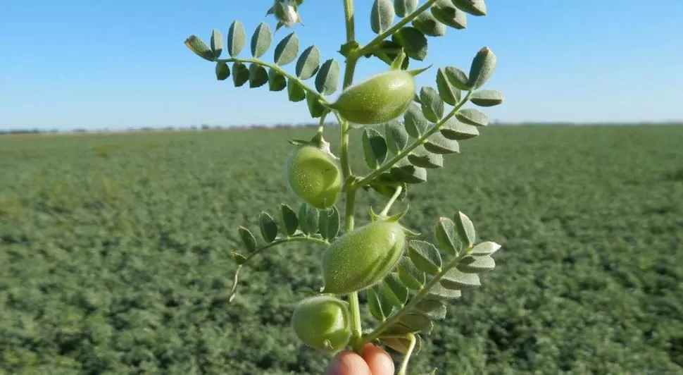 GARBANZO. La falta de agua afectó el crecimiento de las plantas y adelantó su desarrollo. Sin embargo, no se registraron heladas.  