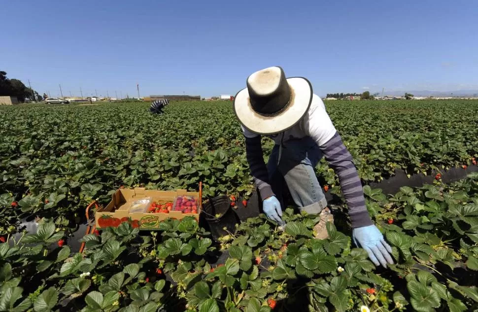 FUNGICIDA. Con hojas de frutilla científicos de la UNT desarrollaron un compuesto para combatir bacterias y hongos. 