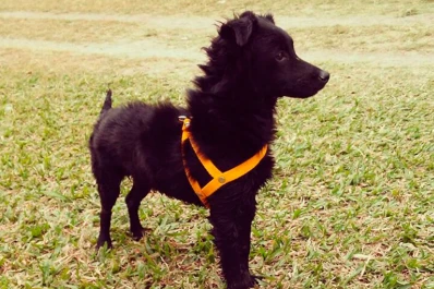 Video: cómo cuidar a tus mascotas de los parásitos del verano