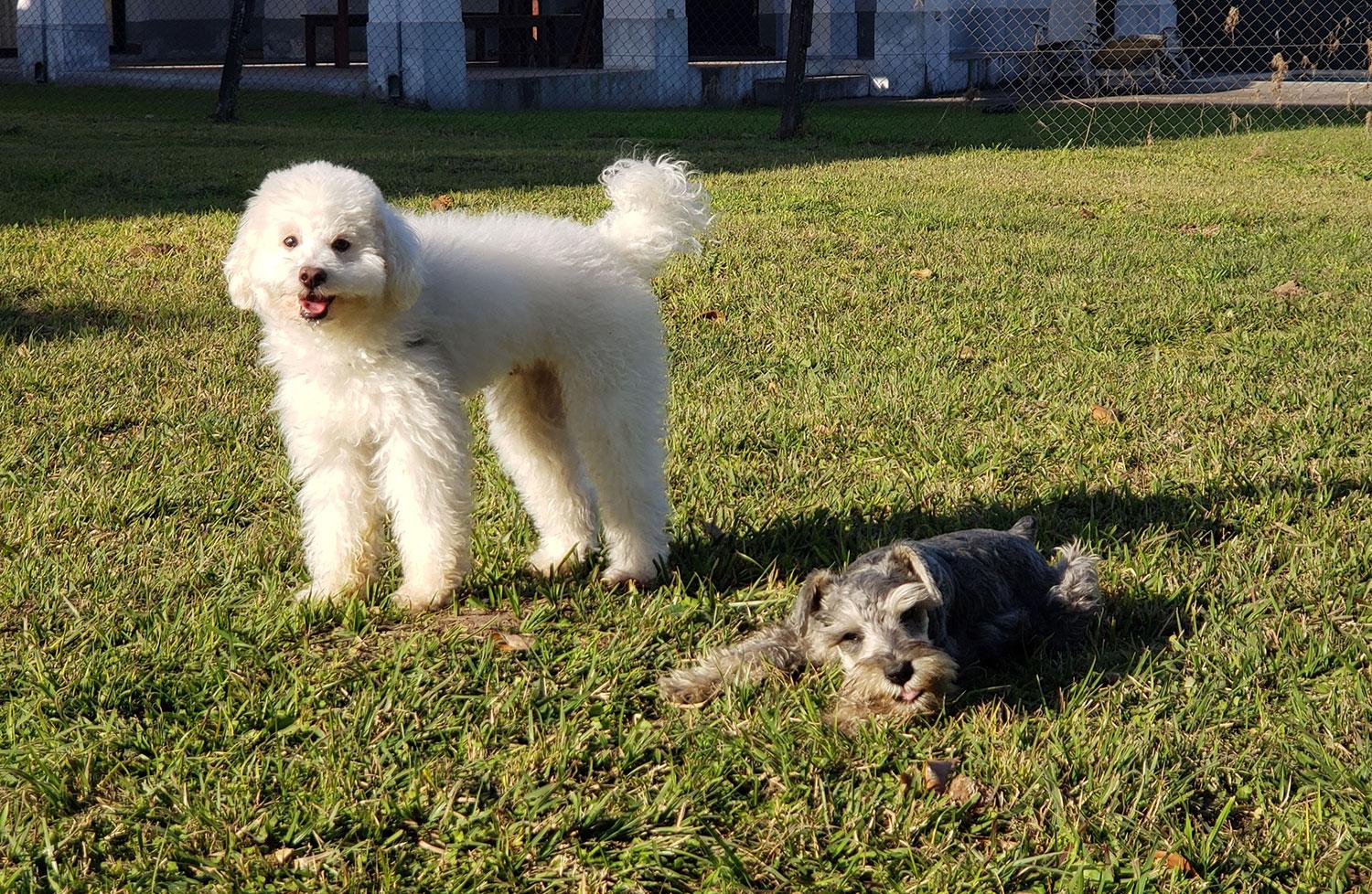 Video: cómo cuidar a tus mascotas de los parásitos del verano