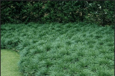 Qué tenés que hacer si no crece césped en tu jardín