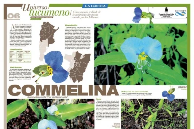 Con LA GACETA: mañana, la nueva lámina de Universo Tucumano