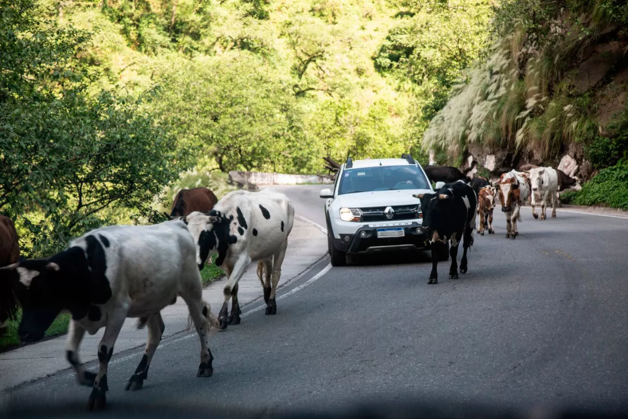 PRECAUCIÓN. Los animales sueltos suelen ser un dolor de cabeza en las rutas de la provincia.