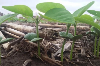 Técnicos de la Eeaoc realizaron recomendaciones para la siembra de soja, de maíz y de poroto