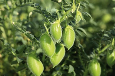 Investigadores del INTA detectan una nueva plaga en las plantas de garbanzo