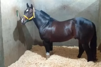 Turf: los mejores velocistas salen a escena