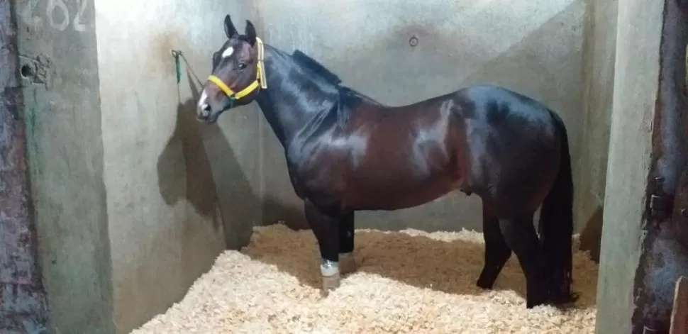 ESTÁ EN GRAN FORMA. Angelito será uno de los protagonistas del clásico “mano a mano” que cerrará la jornada turfística. 