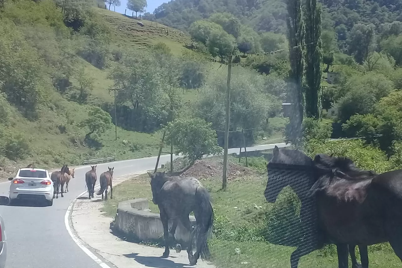 Caballos sueltos en la ruta 307, antes de llegar a El Mollar. 