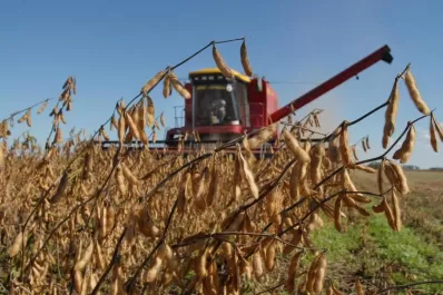 Afirman que si suben las retenciones se cultivará menos maíz