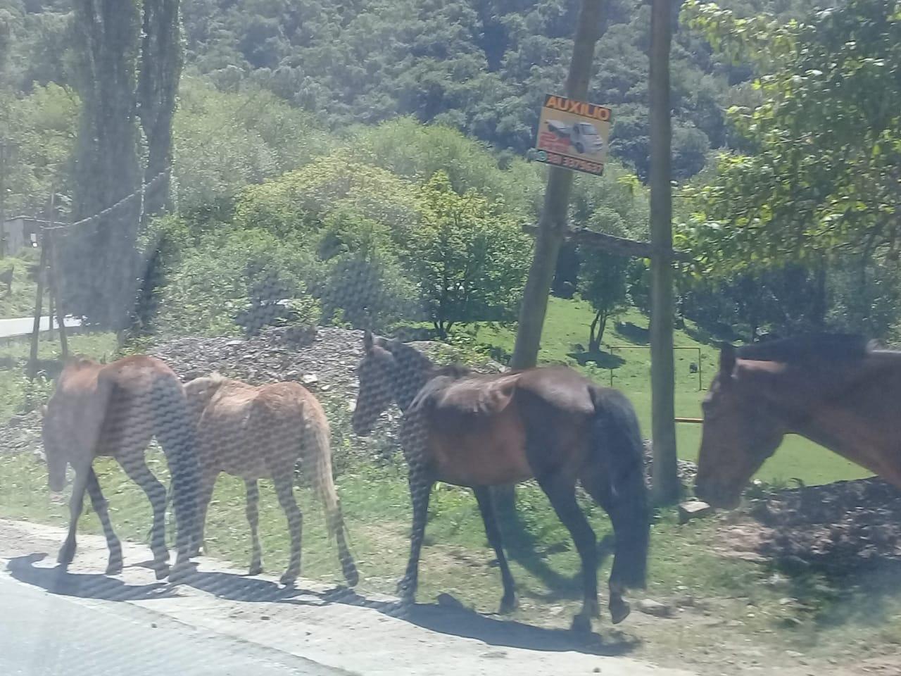 El domingo al mediodía hubo demoras en la ruta por la presencia de animales