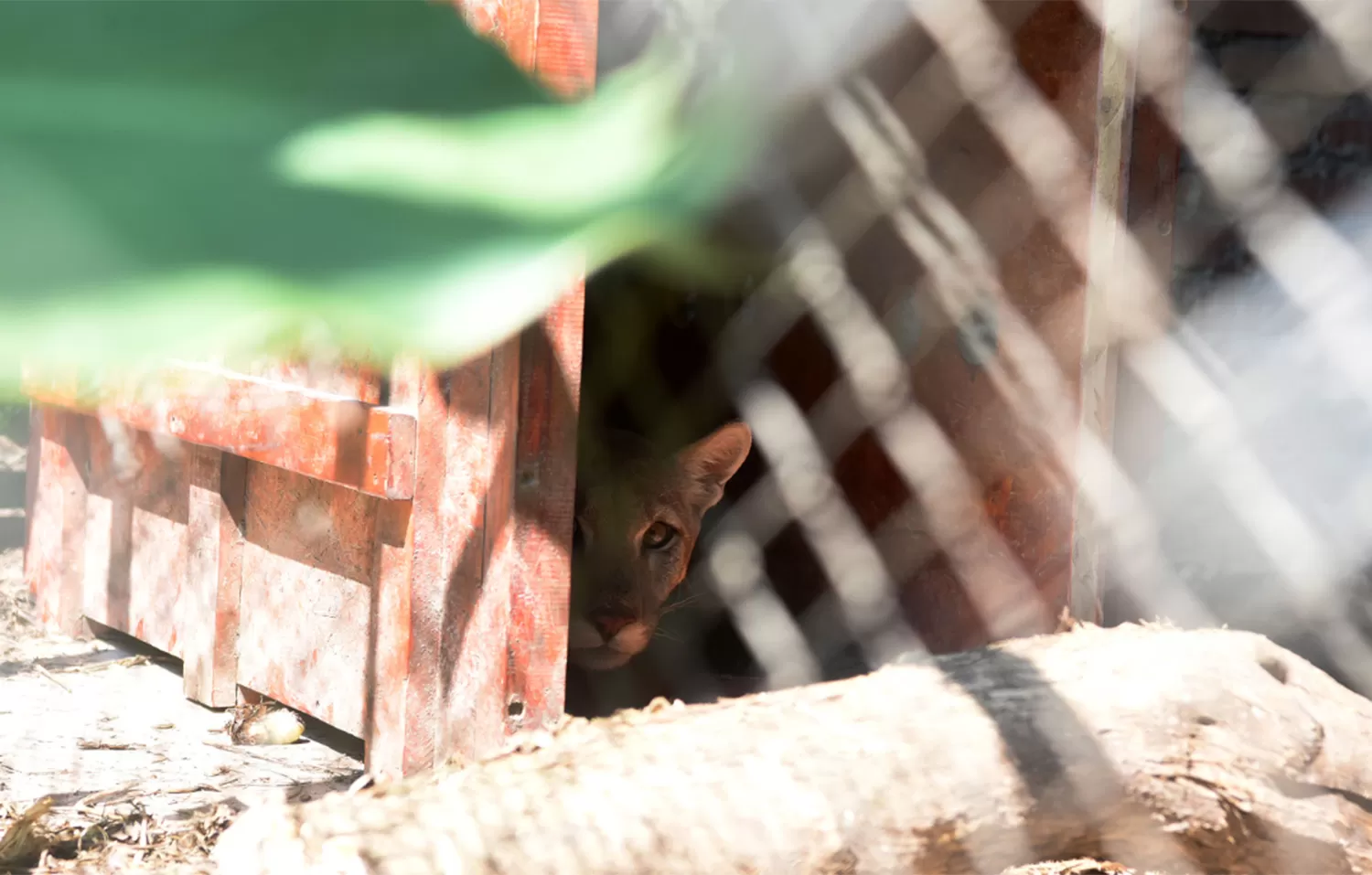 “¡Mamá, acabo de ver un puma!”