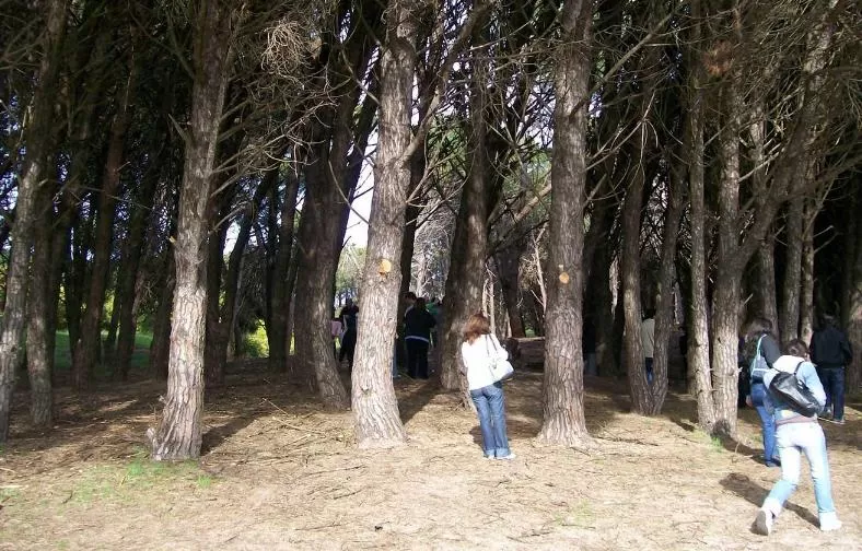 El Bosque Energético, en Miramar.