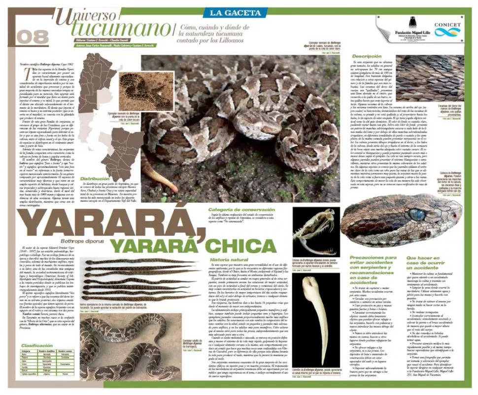 LA LÁMINA. La encontrarás con LA GACETA del sábado.  