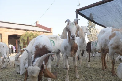 Avanza el plan sanitario para que se declare a Tucumán provincia libre de Brucelosis Caprina
