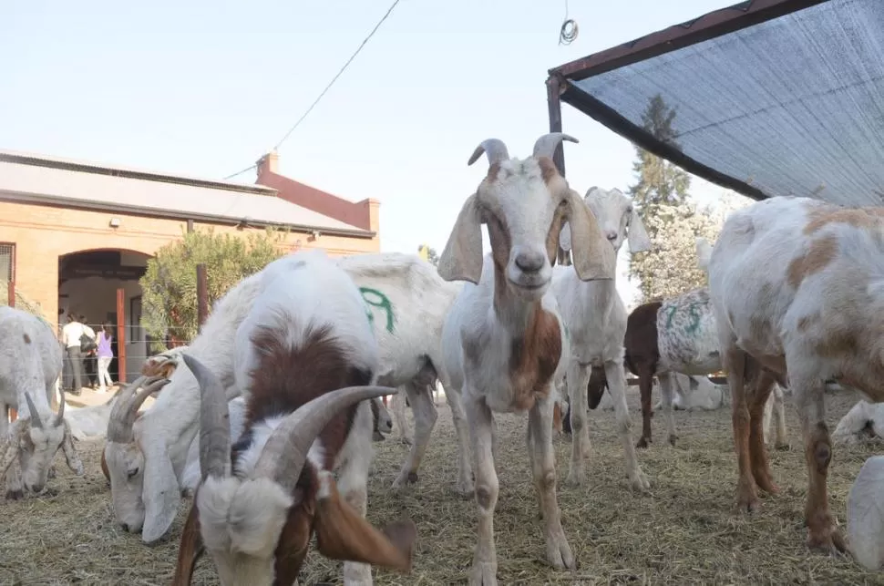 BUENAS NOTICIAS. Roberto Rodríguez, coordinador temático de Sanidad Animal del SENASA NOA, dijo que los casos que antes de 2017 habían dado positivo, ahora arrojaron resultados negativos. 