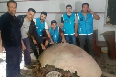 Hallaron un fósil de gliptodonte