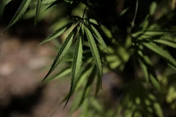 Chubut analiza crear una empresa estatal de producción de cannabis medicinal