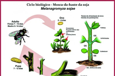 Aconsejan estar alertas ante una nueva plaga en la soja