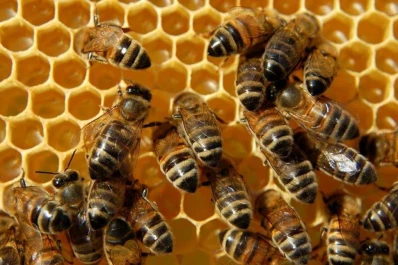 Distinguieron un estudio sobre abejas nativas del INTA Famaillá