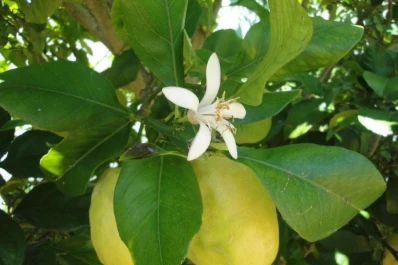 Premio a la indicación geográfica de la miel del limón tucumano
