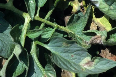 Grave enfermedad: realizarán jornadas-taller en Tafí del Valle contra el “Tizón Tardío”