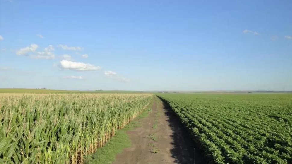 DATO POSITIVO. Devani consideró que los productores mejoraron mucho el tema de las rotaciones; según detalló, en promedio, estas alcanzan de un 33% a un 35 %, con picos del 50% en algunos campos ubicados más hacia el este. 