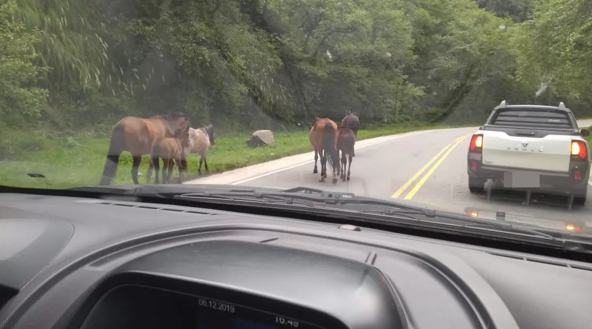 Animales sueltos en la ruta a los valles