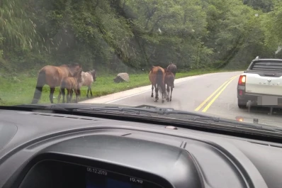 Animales sueltos en la ruta rumbo a los valles