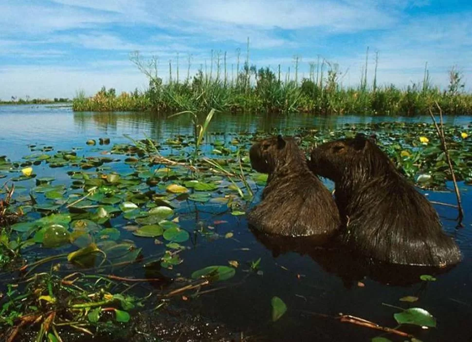 ESTEROS DEL IBERÁ. Un sitio donde rodearse de flora y fauna autóctonas.  