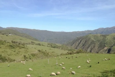 Buscan mejorar la producción ovina