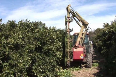 Restos de poda de cítricos podrían generar energía