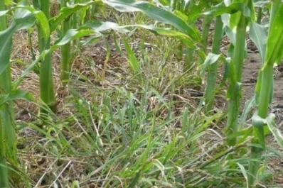Sugieren prestar mucha atención al control de malezas