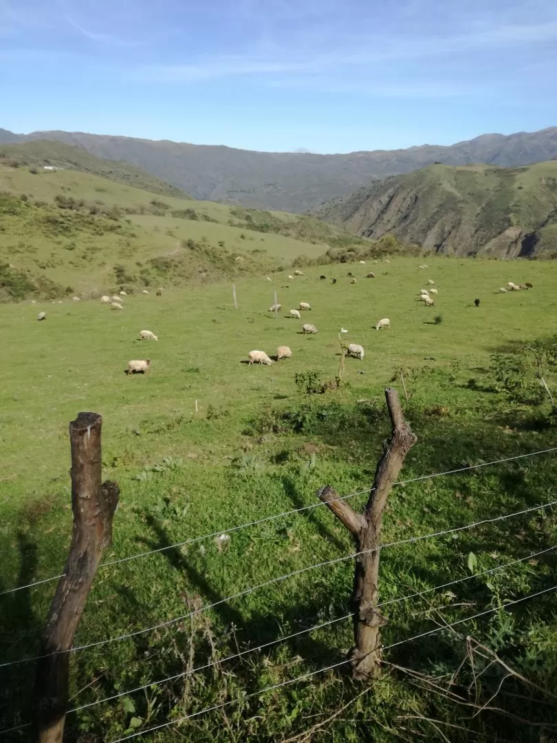 BENEFICIOS. En Anfama dictarán cursos, sembrarán pasturas y darán freezers.  