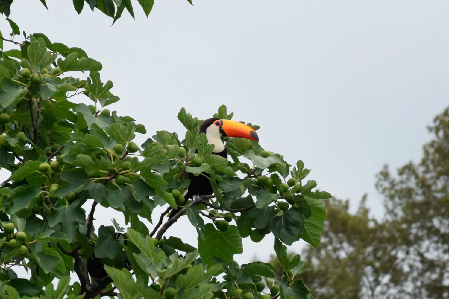 UN SHOW DE COLORES. Además de su pico, el tucán tiene un colirdo plumaje. GENTILEZA JOSUÉ ROMANO