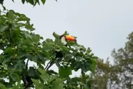 Una pareja de tucanes embelleció la tarde a los vecinos de Lules