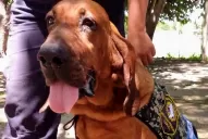 Wanda, la perra que fue clave para los casos de Daiana Garnica y de Priscila Paz