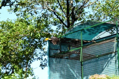 Video: una pareja de tucanes volvió a ser libre en Tucumán