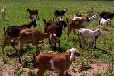 Dan “boyeros” al productor chico