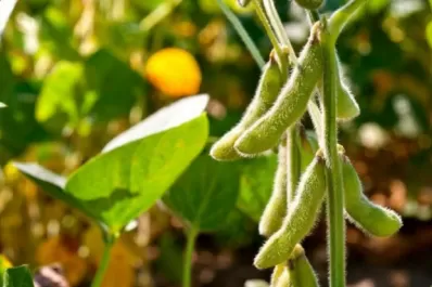 Se venderá menos soja a China