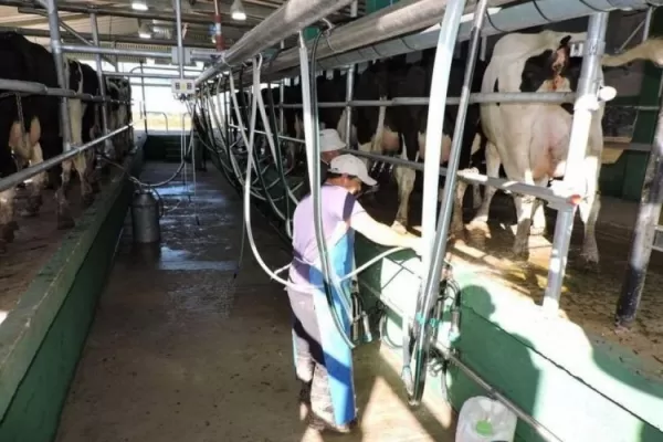 La producción lechera no crece