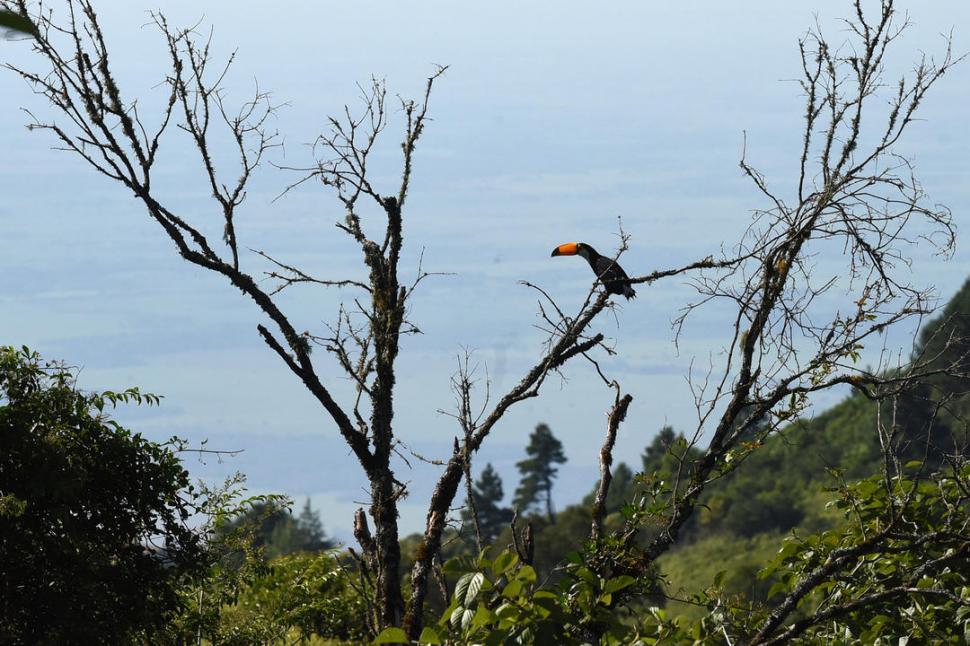 AUTÓCTONO. Los tucanes son parte de la fauna tucumana.