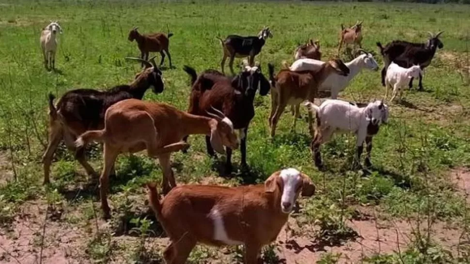 AVANCE. Los cabriteros podrán utilizar el aparato en sus corrales. 