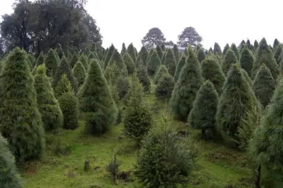 Cambio climático y Navidad: nuevas plagas atacan a los pinos que se usan como ornamento